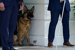Собака Байдена покусала несколько агентов Секретной службы США